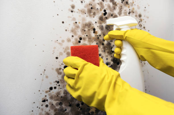 Best Residential Mold Remediation in Choteau, MT